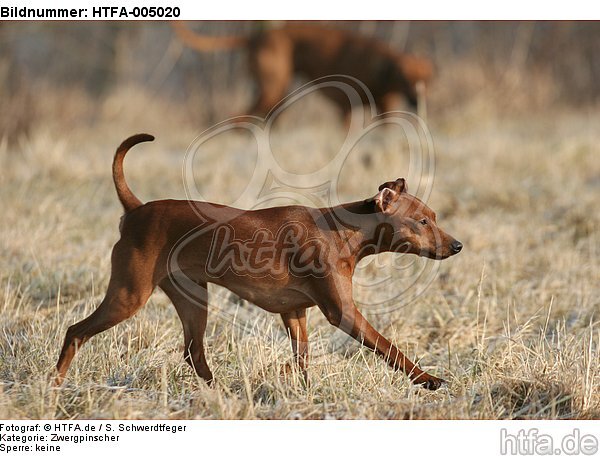 Rehpinscher / miniature pinscher / HTFA-005020