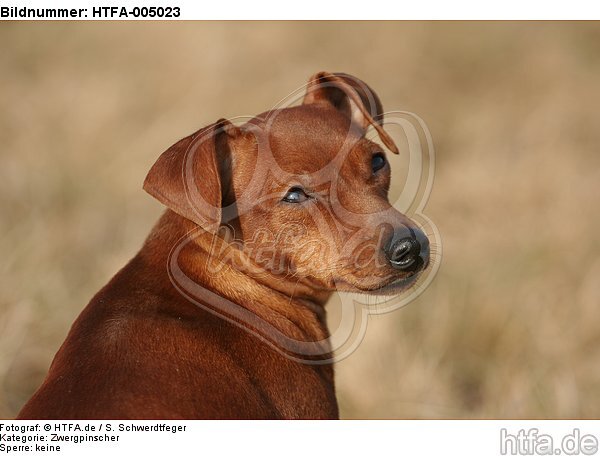 Rehpinscher / miniature pinscher / HTFA-005023