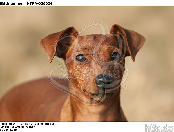 Rehpinscher / miniature pinscher / HTFA-005024