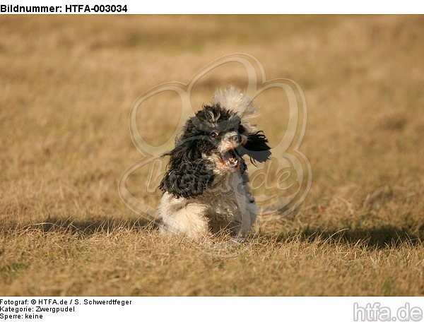 Zwergpudel / toy poodle / HTFA-003034