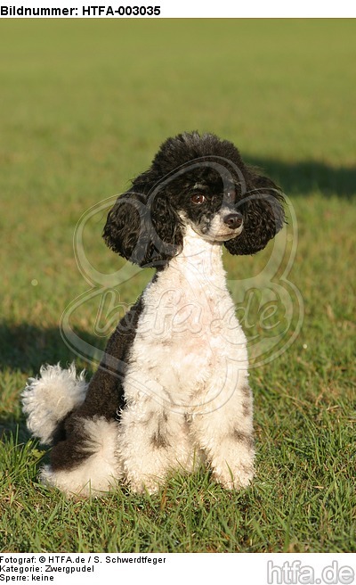 Zwergpudel / toy poodle / HTFA-003035